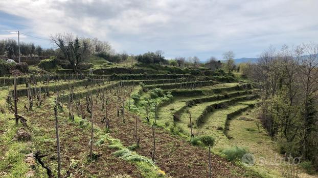 Vigneto Etna doc Pietramarina