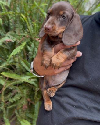 Cucciola di bassotto tedesco