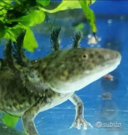 Axolotl
