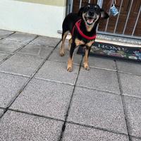 Cane meticcio