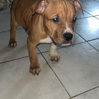 Cuccioli pitbull