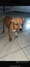 Cuccioli pitbull