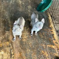 Coppia di bulkfog francese lillac