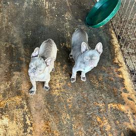 Coppia di bulkfog francese lillac