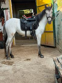 Cavallina