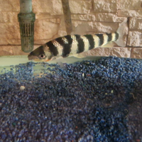 Pesce