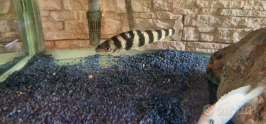 Pesce