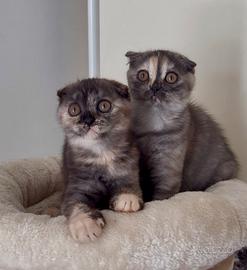 Scottish fold tortie