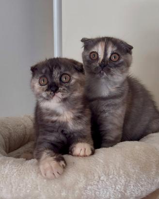 Scottish fold tortie