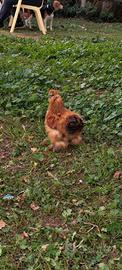 Gallo
