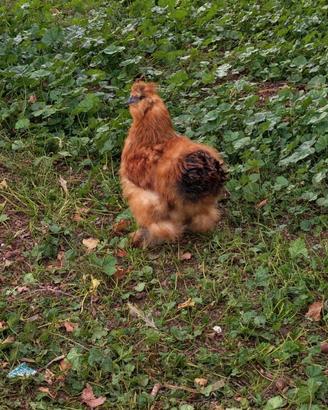 Gallo