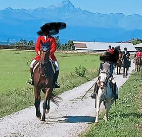 Pony castrone Olandese