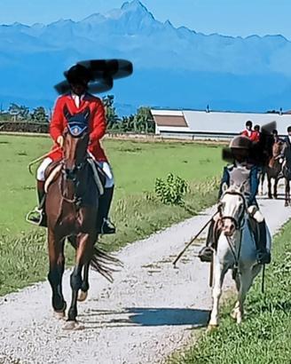 Pony castrone Olandese