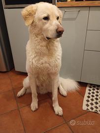 Cane maremmano Golden