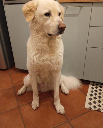 Cane maremmano Golden