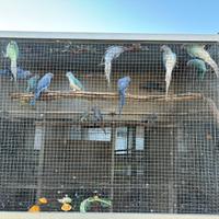 Parrocchetti dal collare 2025