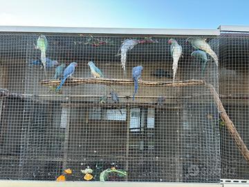 Parrocchetti dal collare 2025