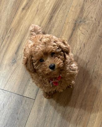 Cucciolo di barboncino mini toy