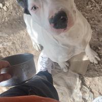 American pitbull terrier