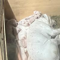 Dogo argentino di 2 mesi