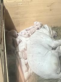 Dogo argentino di 2 mesi