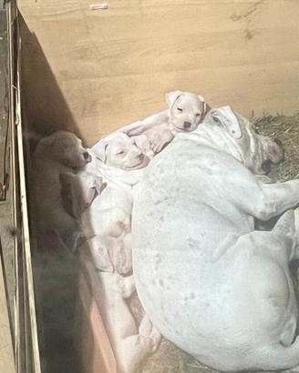 Dogo argentino di 2 mesi