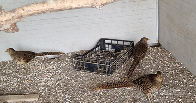 Fagiano dorato rosso