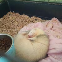 Furetta femmina 1 anno