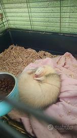 Furetta femmina 1 anno