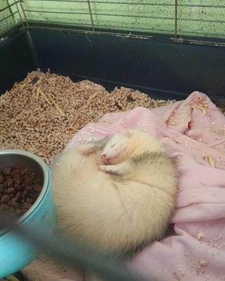 Furetta femmina 1 anno