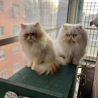 Gatto persiano per monta