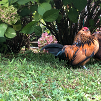 Galline Barbuta d'Anversa