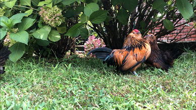 Galline Barbuta d'Anversa