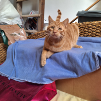 Un gatto di nome vincent