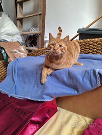 Un gatto di nome vincent