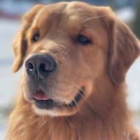 Golden retriever accoppiamento