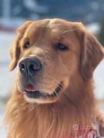 Golden retriever accoppiamento