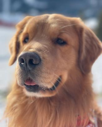 Golden retriever accoppiamento