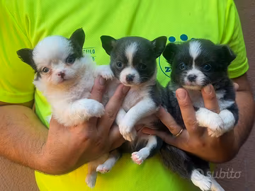Chihuahua