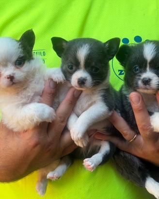 Chihuahua