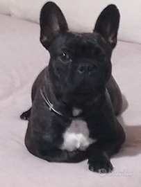 Bulldog francese