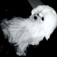 Maltese puro coreano linea big eyes maschio 7 mesi