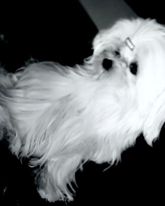 Maltese puro coreano linea big eyes maschio 7 mesi