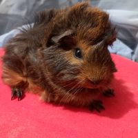 Porcellini D'india di razza o (Cavie)