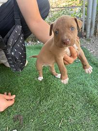 Cuccioli pit bull