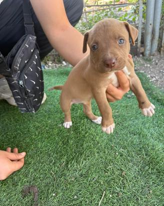Cuccioli pit bull