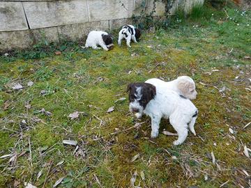 Lagotto Romagnolo