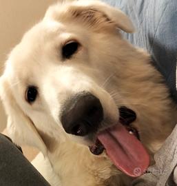 Cane incrocio maremmano golden