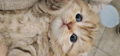 Cuccioli Scottish Fold e Scottish Straight Golden