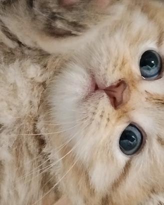 Cuccioli Scottish Fold e Scottish Straight Golden